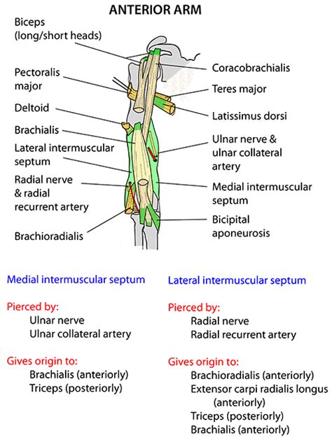 Instant Anatomy Upper Limb Areasorgans Arm Anterior Topography
