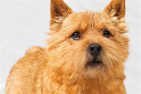 He is feisty and tough. Norwich Terrier Dog Breed Information - American Kennel Club