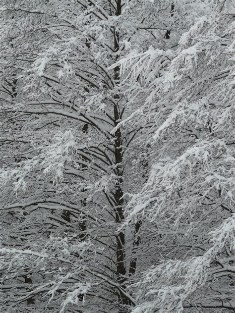 Free Images Tree Forest Branch Cold Winter White Frost Ice