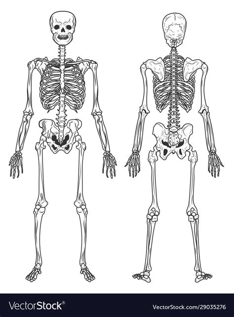 Anatomy Of Male Human Skeleton Front View And Back View 55 Off