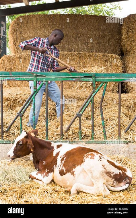 African American Man Farmer Working With Hay Before Feeding Cows Stock Photo Alamy