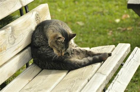 Prurito nel gatto: cause, trattamento e rimedi naturali