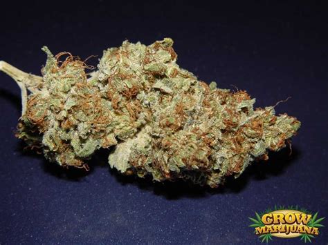 Afghan Kush Seeds Strain Review Grow