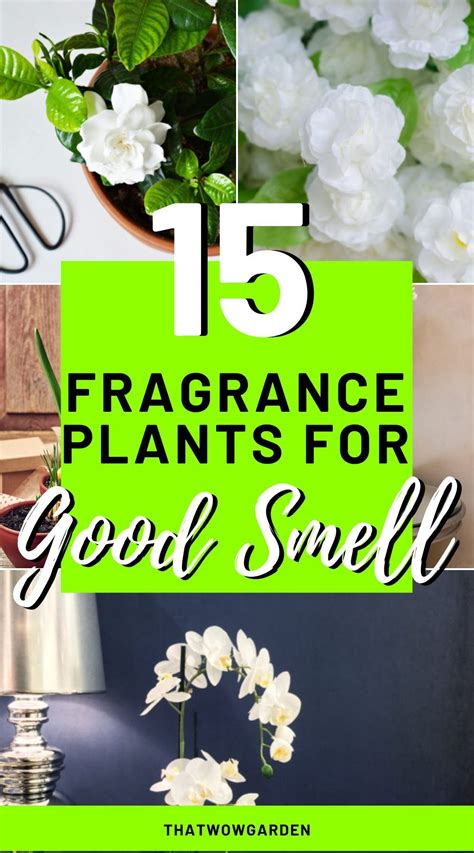13 Best Smelling House Plants To Perfume Your Home Thatwowgarden