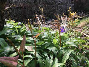 The uk's trusted japanese knotweed removal company, providing knotweed surveys and knotweed management plans. Knotweed Doctor - Japanese Knotweed removal
