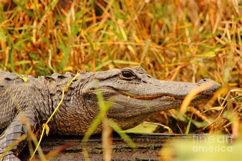 Swamp Gator Photograph By Andre Turner Pixels