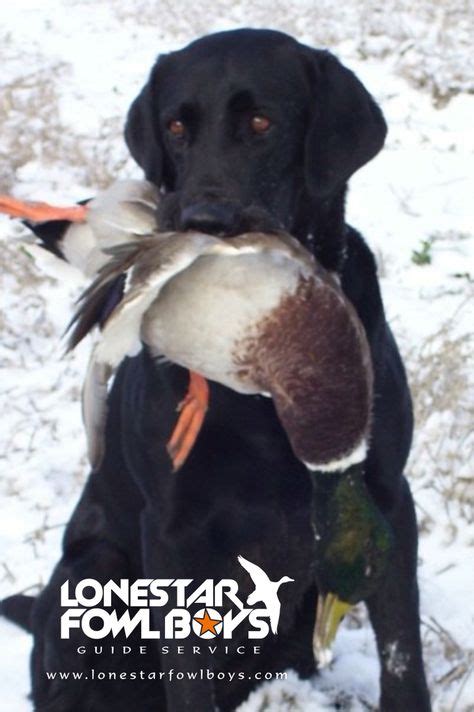 40 Best Duck Hunting Dogs Ideas In 2021 Duck Hunting Dogs Hunting