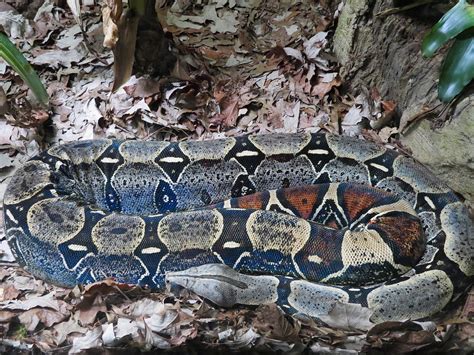 Scaly Slimy Spectacular Boa Constrictor Exhibit Zoochat