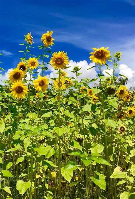 They tend to bloom in the winter, spring, or autumn, depending on their growing location. 25 Best Sunflower Fields Near Me - The Best Sunflower ...