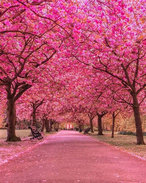 Best Earth Pics On Twitter Beautiful Cherry Blossom At Greenwich Park