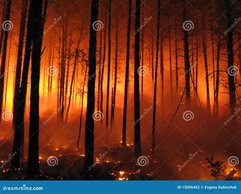 Forest Fire Stock Photo Image Of Night Heat Flame 15006462