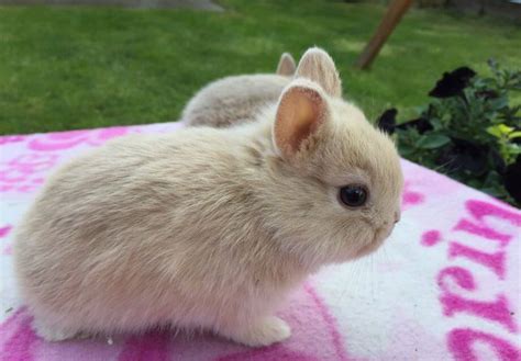 Netherland Dwarf Rabbit 8 Pets Nurturing