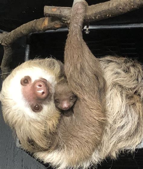 Two Toed Sloth Welcomed At Capron Park Zoo Zooborns Sloth Life Sloth