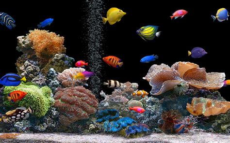 Demikian, 20 jenis ikan hias air tawar yang paling laris terpopuler. Dunia ikan hias: Jenis Ikan Hias Air Tawar Aquarium