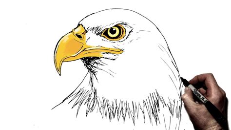 Steps To Draw A Bald Eagle
