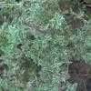 Leaves have white margins around dark green; PlantFiles Pictures: Thyme, Silver Edge Thyme, Silver ...