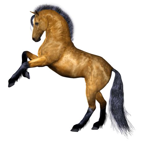 Jumped Horse Horse Png And Horse Clipart Transparent Horses Horse