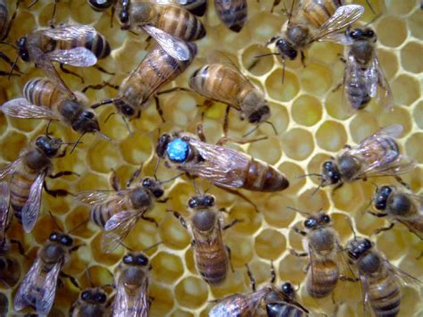 Russian Honeybees Through Xxx Porn Library
