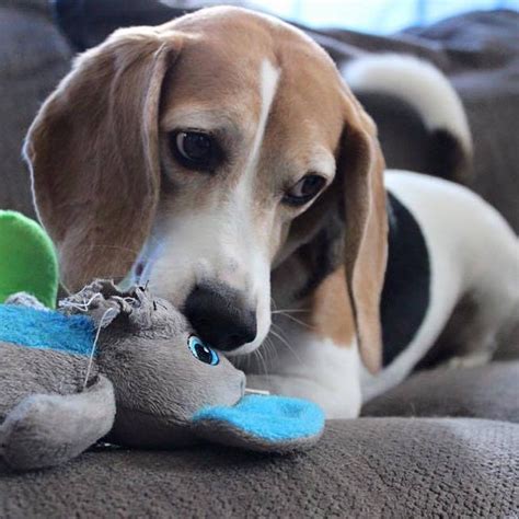 Maybe you would like to learn more about one of these? 10 Best Beagle Dog Names