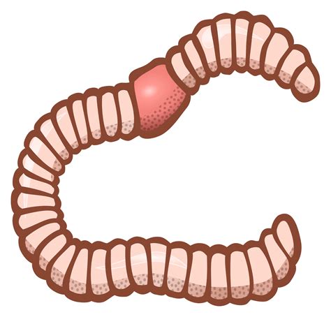 Earthworm Worm Png