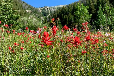 July Nature News Peak Wildflower Viewing In Jackson Hole The Hole