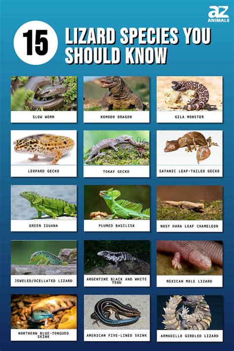 Types Of Lizards The 15 Lizard Species You Should Know Az Animals