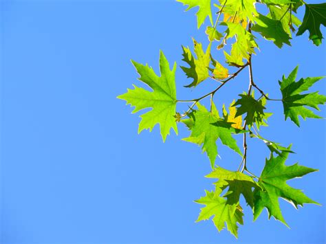 Green Maple Leaves Under Blue Sky · Free Stock Photo
