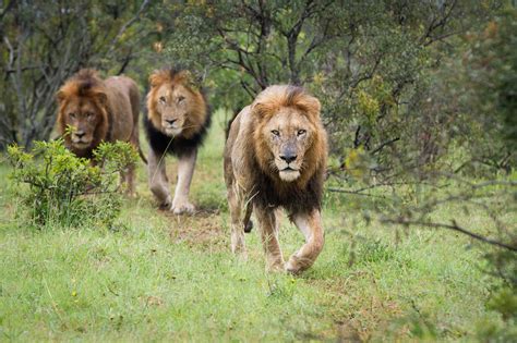 Three Male Lions Panthera Leo Walk Together In Green Grass Direct