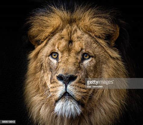 Majestic Lion Photos And Premium High Res Pictures Getty Images