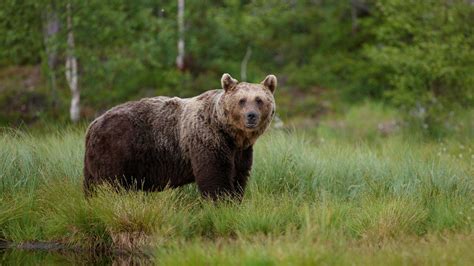 Wildlife Holidays In Finland Naturetrek