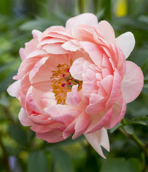 20 Beautiful Peonies To Grow Flower Aesthetic Botanical Flowers