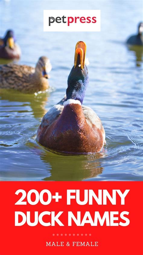 200 Funny Duck Names List Of Funny Names For A Duckling