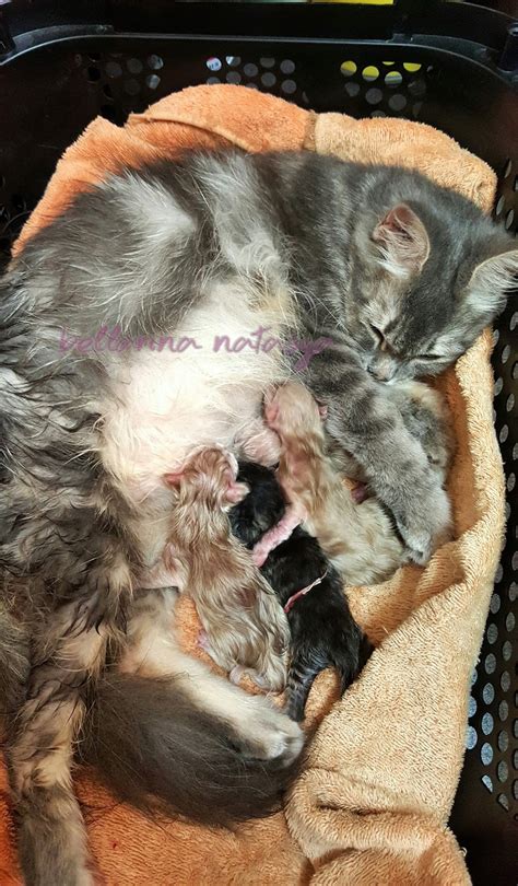 Selanjutnya baru diganti makanan basah seperti whiskas junior. DISTOKIA : Masalah Kucing Beranak (Dystocia : Cat Birth ...