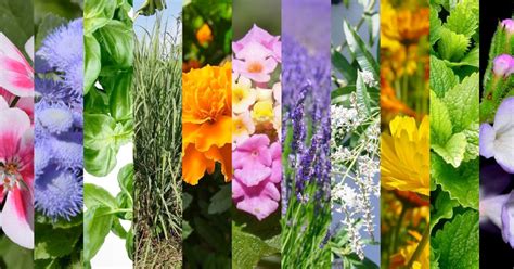 Bianchi, rosa, rosso porpora, viola, blu. Terrazzo Fiori E Piante - Weihnachtsdeko Selber Machen