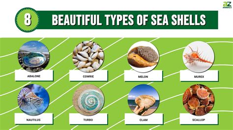 Discover 8 Beautiful Types Of Sea Shells A Z Animals