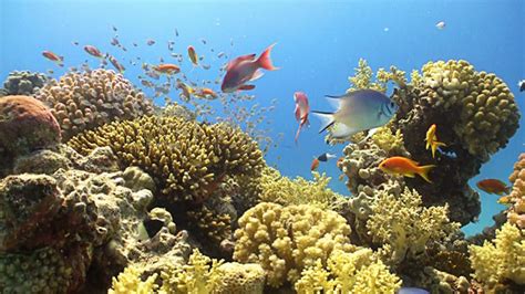 Colorful Fish On Vibrant Coral Reef Red Sea 6 By Discovod