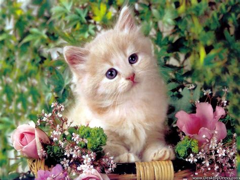 Desktop Wallpapers Animals Backgrounds Cat With Flowers