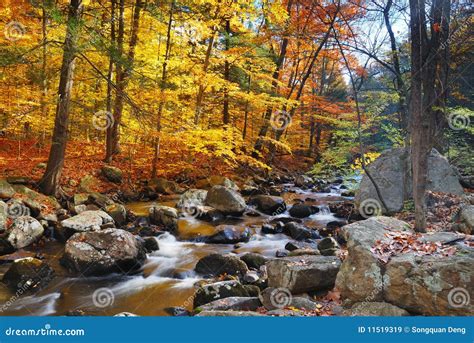 Autumn Forest Creek Royalty Free Stock Images Image 11519319