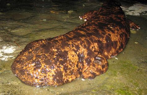 Largest Animals The Chinese Giant Salamander