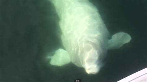Beluga Whale Sighting In Halifax Harbour Sparks Warning Nova Scotia Cbc News