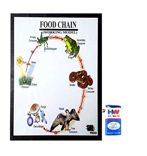 Buy Melodys Biology Food Chain Working Model Science Projectmodel