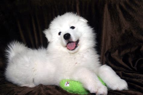 Samoyed Wallpaper 69 Images