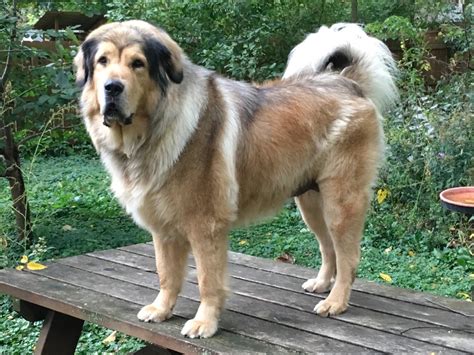 Sadly we are having to rehome our lovely pet. Kunlun Tibetan Mastiffs - Puppies For Sale