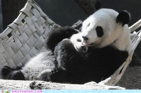 Mama Panda Cuddling Her Baby Pandas Pinterest The Ojays Little