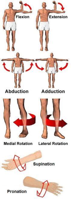 The anatomical position is the central concept behind all descriptions of location within the body. Blank Head and Neck Muscles Diagram | body muscles | Pinterest | Diagram, Muscles and Anatomy