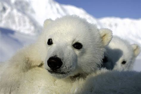 Kleinere Eisbären Weniger Eisbär Babys Wwf Österreich