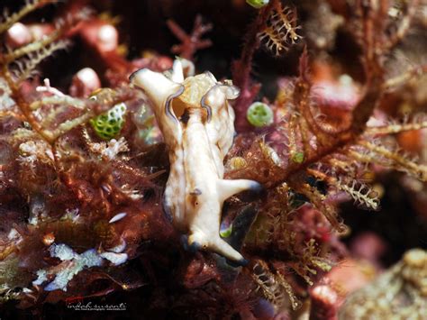 Sea Hares Indahs Dive Travel And Photography