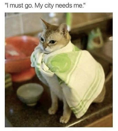 25 Funny Cat Memes Live One Good Life