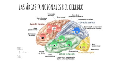 Las Áreas Funcionales Del Cerebro By Sara García De Castro On Prezi