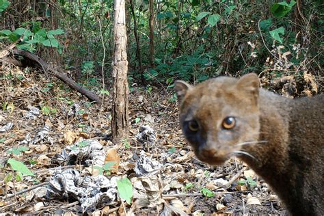 Costa Rica Wildlife All About The Jaguarundi